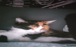 Domestic Shorthair cats for sale: Calico domestic short hair - Image 5