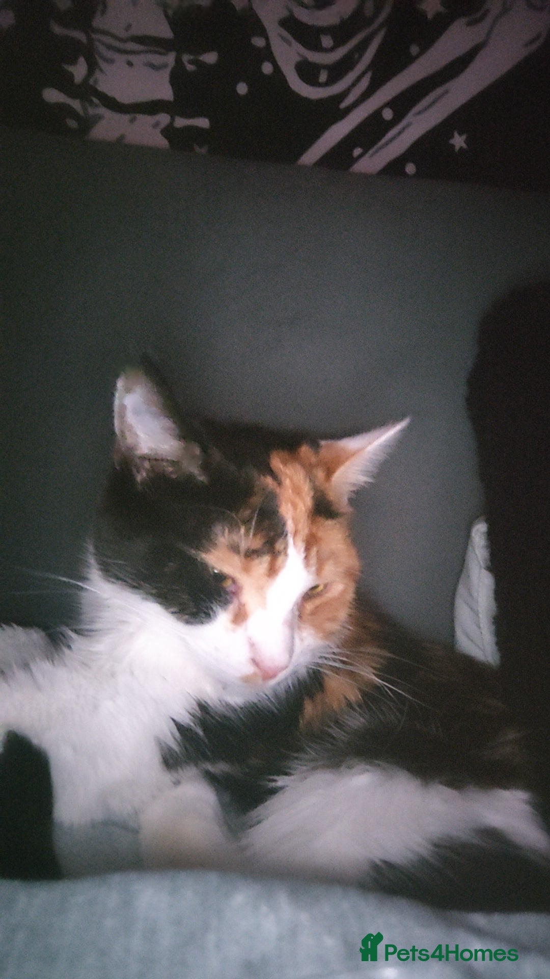 Domestic Shorthair cats for sale: Calico domestic short hair - Image 5