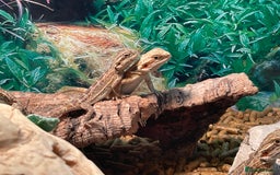 Bearded Dragon reptiles for sale: 5 baby bearded dragons for sale  - Image 3