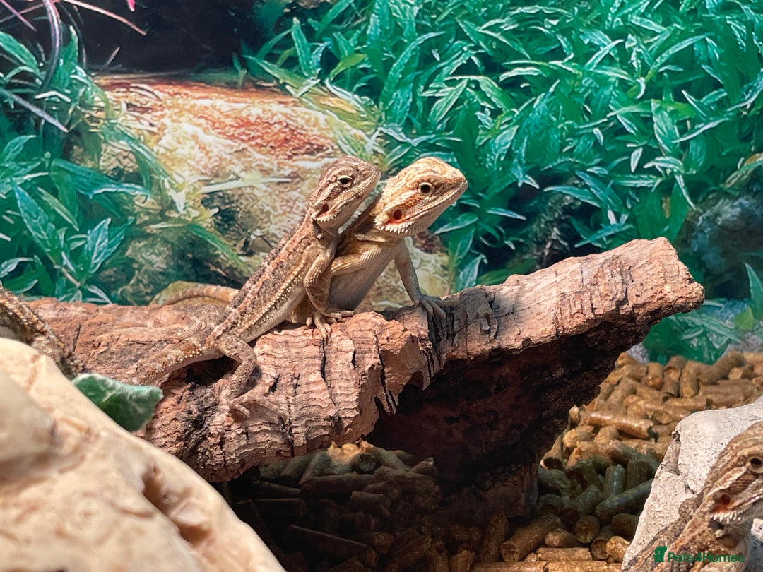 Bearded Dragon reptiles for sale: 5 baby bearded dragons for sale  - Image 3