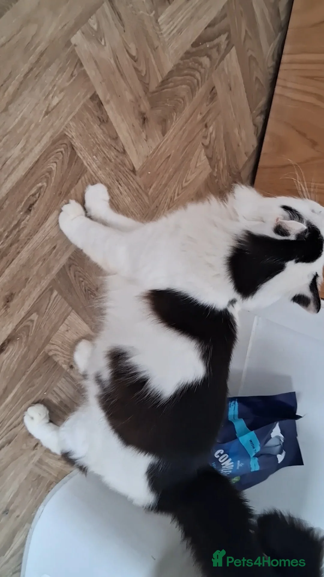 Mixed Breed cats for sale: 1 Yr old Bob - Advert 6