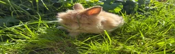 Lionhead rabbits for sale: 2 stunning boy lionhead babies - Advert 6