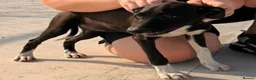 Mixed Breed dogs for adoption: Anda needs a loving home  - Advert 8