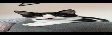 British Shorthair 2