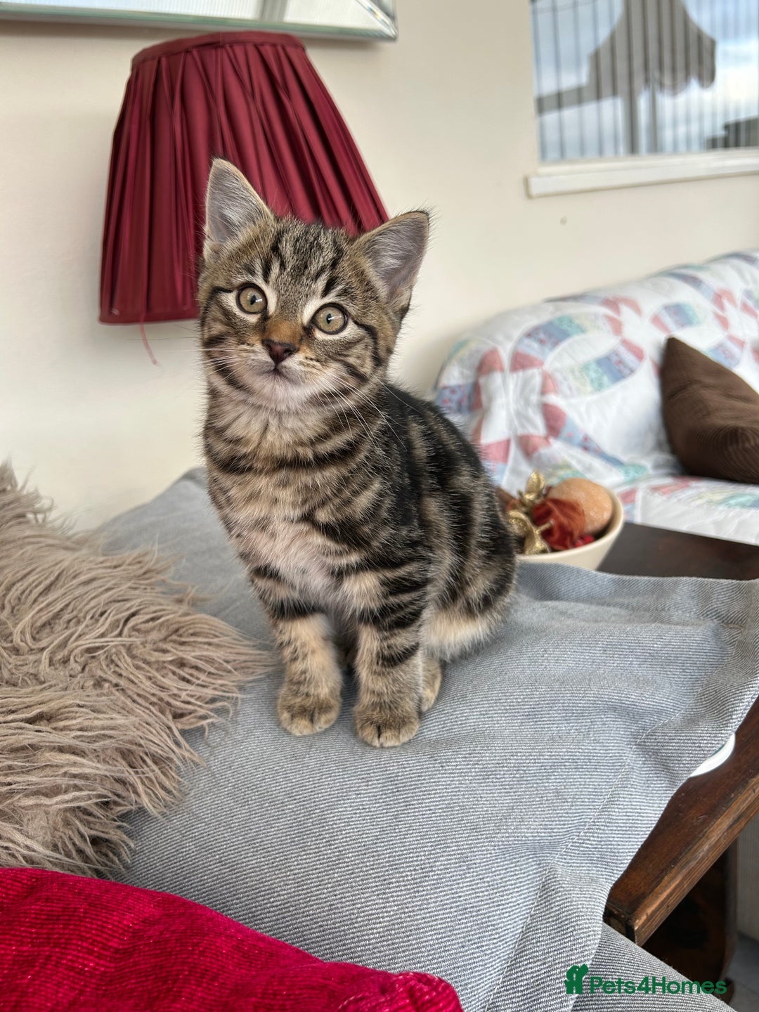 Mixed Breed cats for sale: 5 Gorgeous Tabby Kittens for sale. - Advert 1