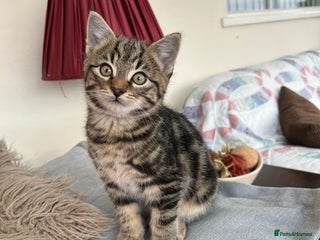 Mixed Breed cats 5 Gorgeous Tabby Kittens for sale. - Advert 1