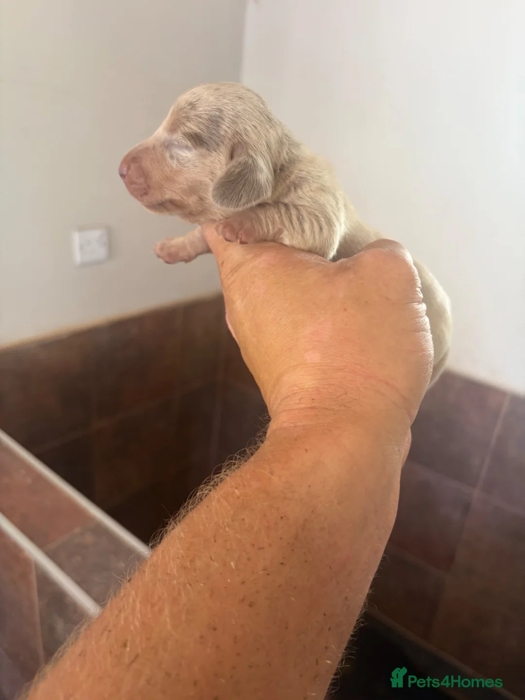 Miniature Dachshund dogs for sale: Mini dachshund (2 boys left ) - Advert 2