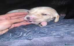 Mixed Breed dogs for sale: 9 BEAUTIFUL CHUNKY LABRADOR/COCKAPOO  - Image 12