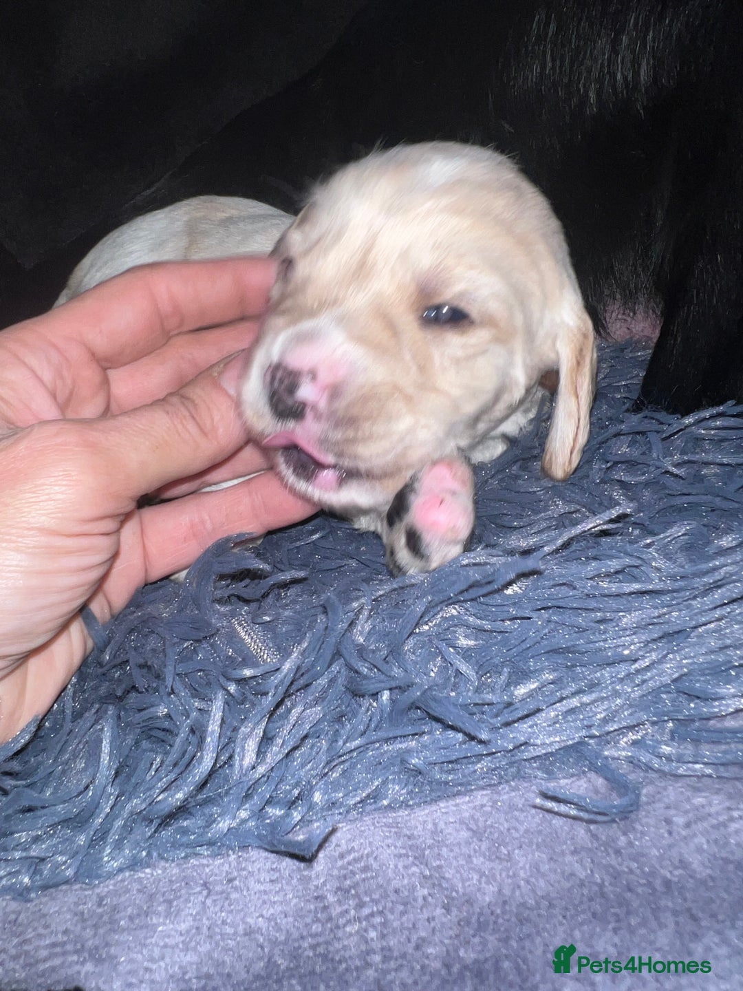 Mixed Breed dogs for sale: 9 BEAUTIFUL CHUNKY LABRADOR/COCKAPOO  - Image 12