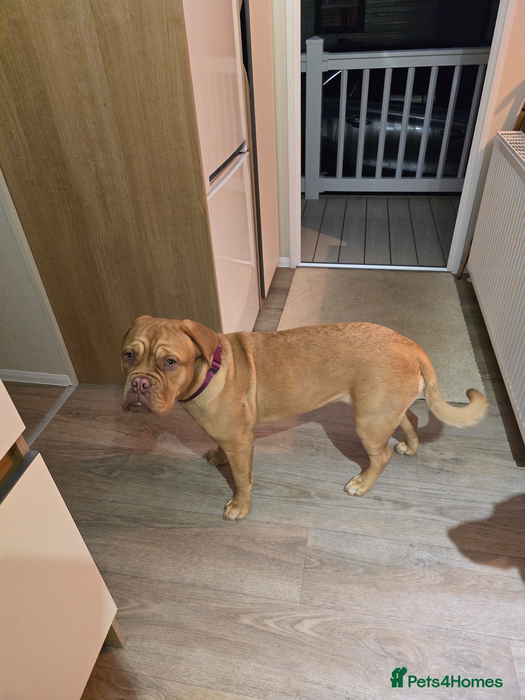 Mastiff dogs for sale: Beautiful girl looking for a new home - Advert 4