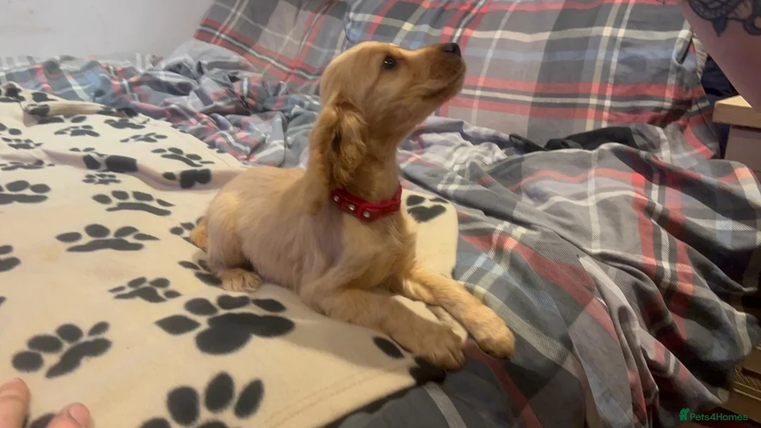 Cockapoo dogs for sale: Cocker spaniel/ cocapoo  - Advert 36