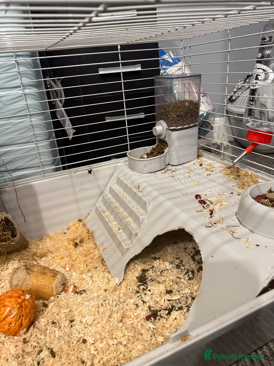 Guinea Pig rodents for sale: White male guinea pig  - Image 4