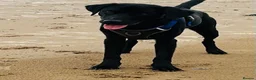 Labrador Retriever dogs for stud: KC Black Labrador available for Stud - Advert 5