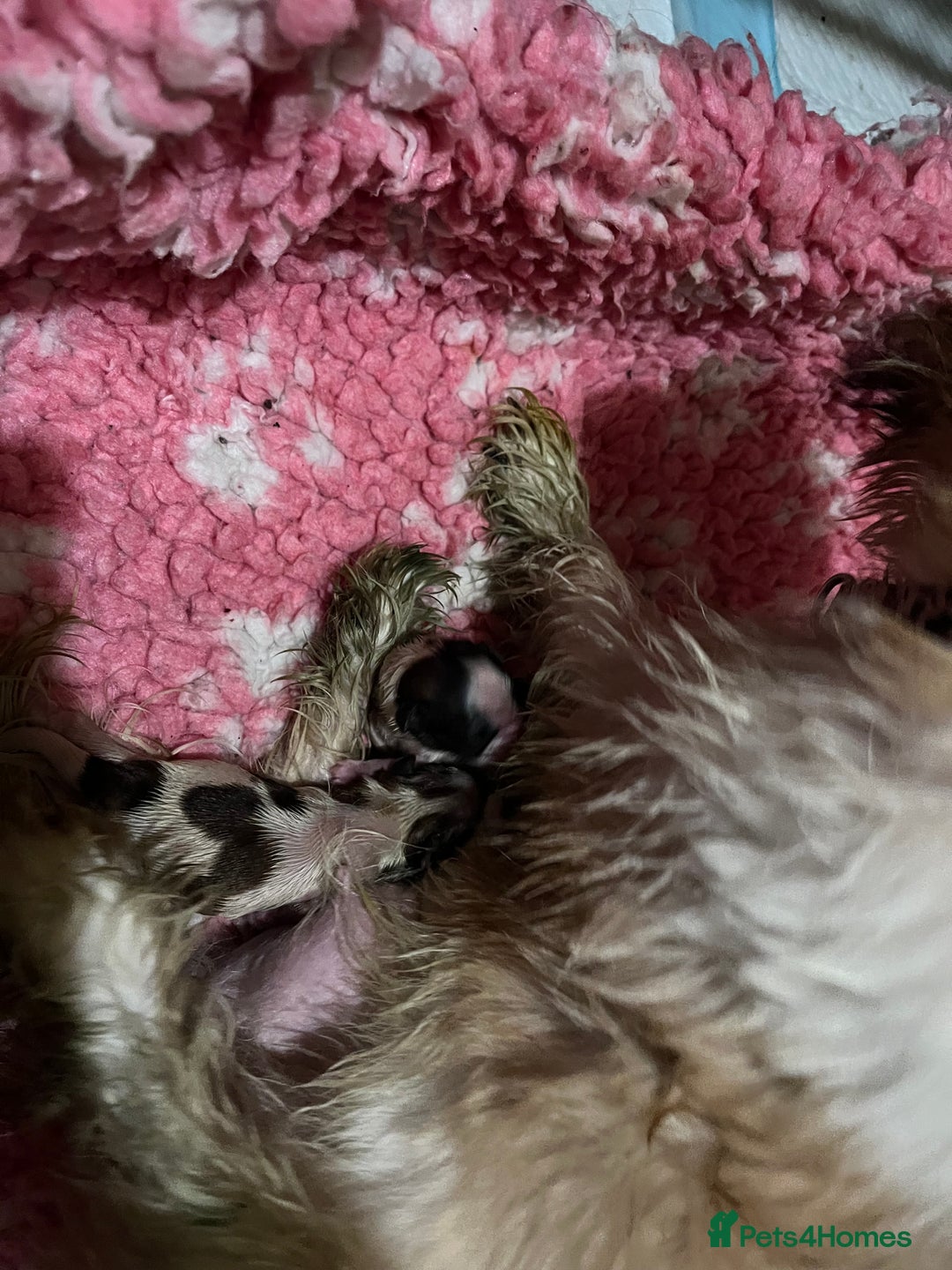 Shih Tzu dogs for sale: Shih tzu puppies  - Image 1