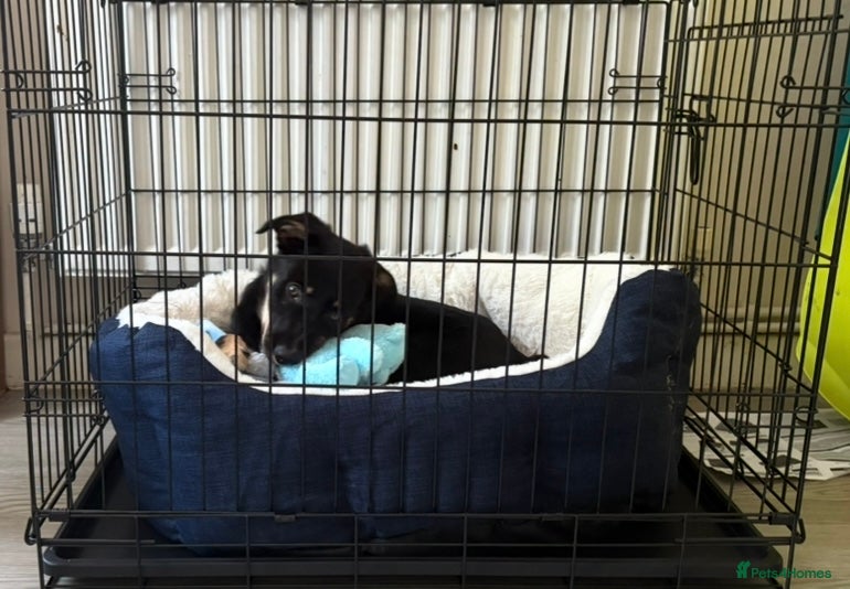 Mixed Breed dogs for sale: Bruno  in Abertillery - Advert 6