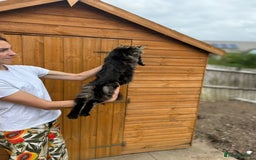 Maine Coon cats for sale: Female MCO - Image 14
