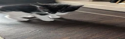 Mixed Breed cats for sale: Kittens for sale - Advert 5