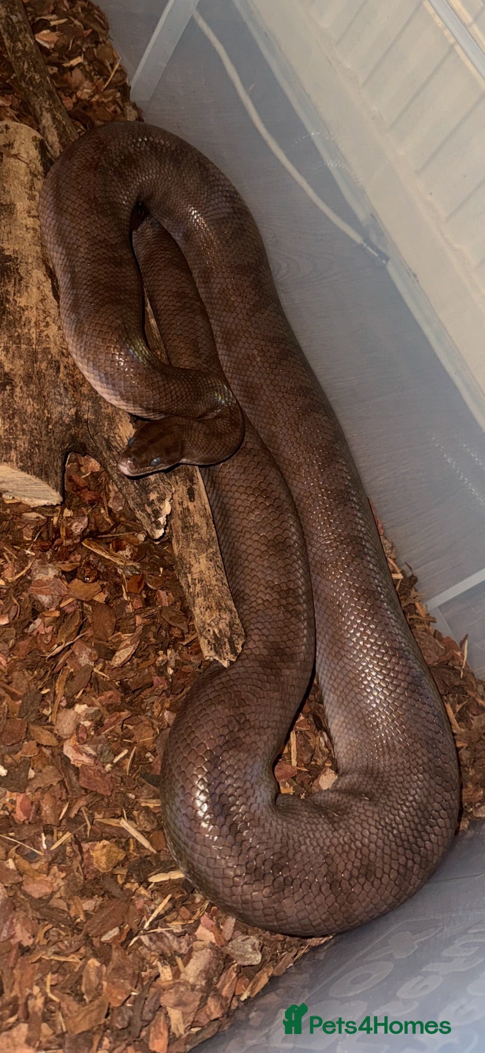 Boa Snake reptiles Colombian rainbow boa (F) - Advert 19