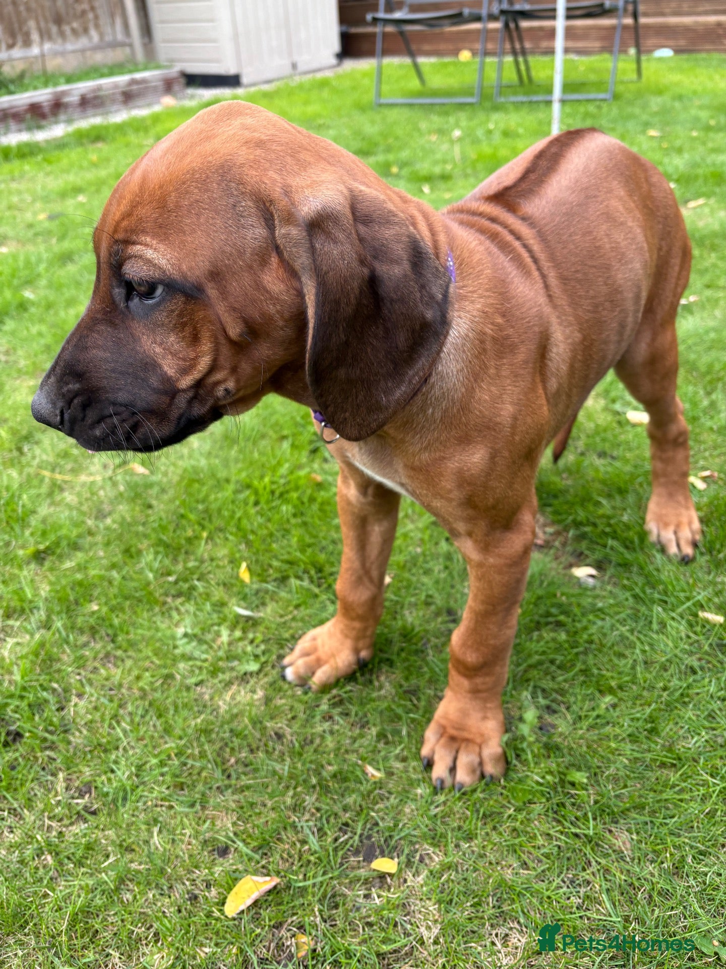 Rhodesian Ridgeback dogs Rhodesian Ridgeback puppies, health tested kc reg - Advert 1