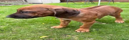 Rhodesian Ridgeback dogs for sale: Rhodesian Ridgeback puppies, health tested kc reg - Advert 1