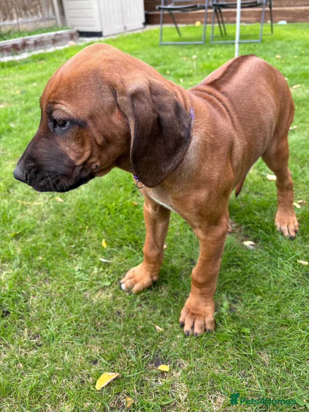 Rhodesian Ridgeback dogs for sale: Rhodesian Ridgeback puppies, health tested kc reg - Advert 1