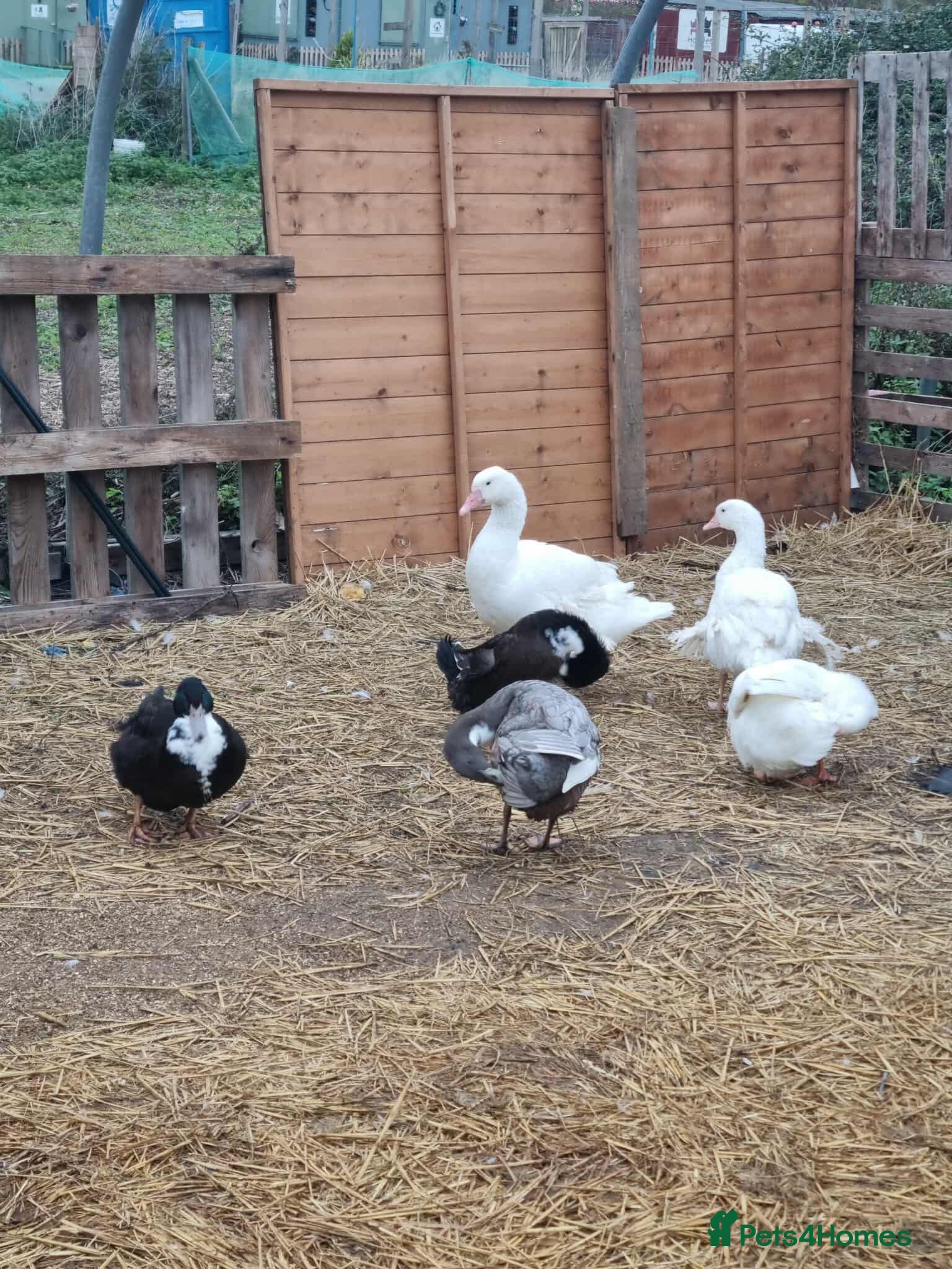 Ducks poultry for sale: 8 ducks for sale - Advert 8