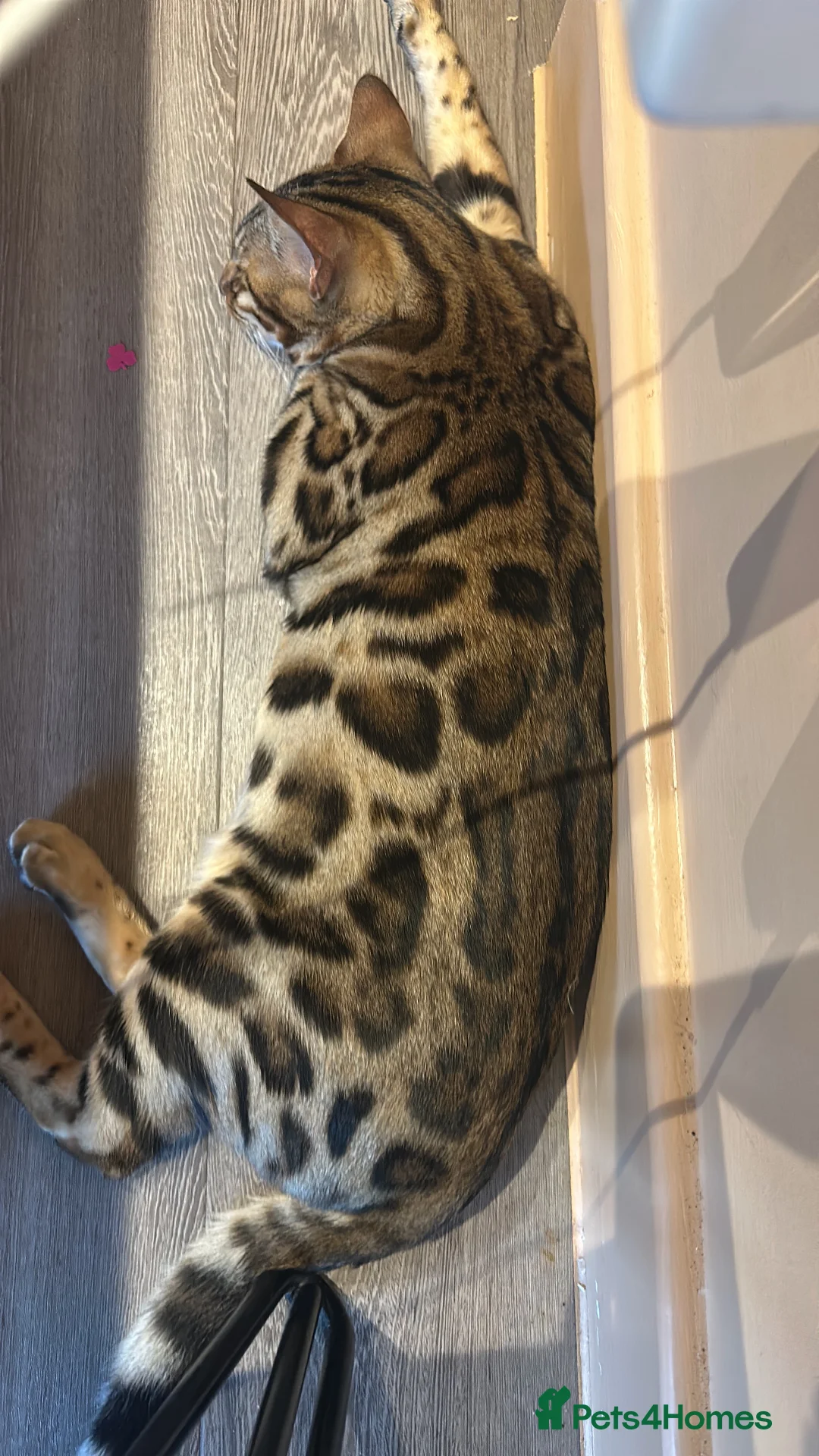 Bengal cats for sale: Stunning 18-Month-Old Male Bengal  - Advert 4