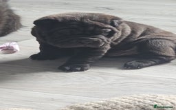 Shar Pei dogs for sale: Shar pei puppies  - Image 2