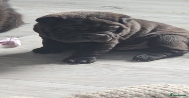 Shar Pei dogs - Advert 1
