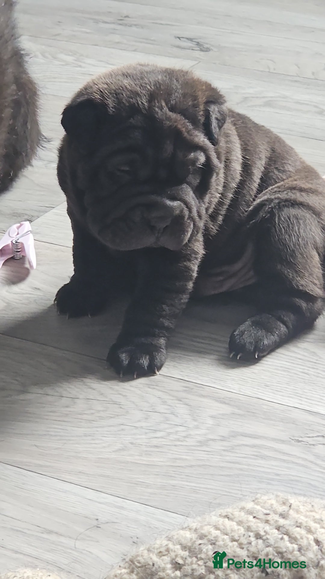 Shar Pei dogs for sale: Shar pei puppies  - Image 2