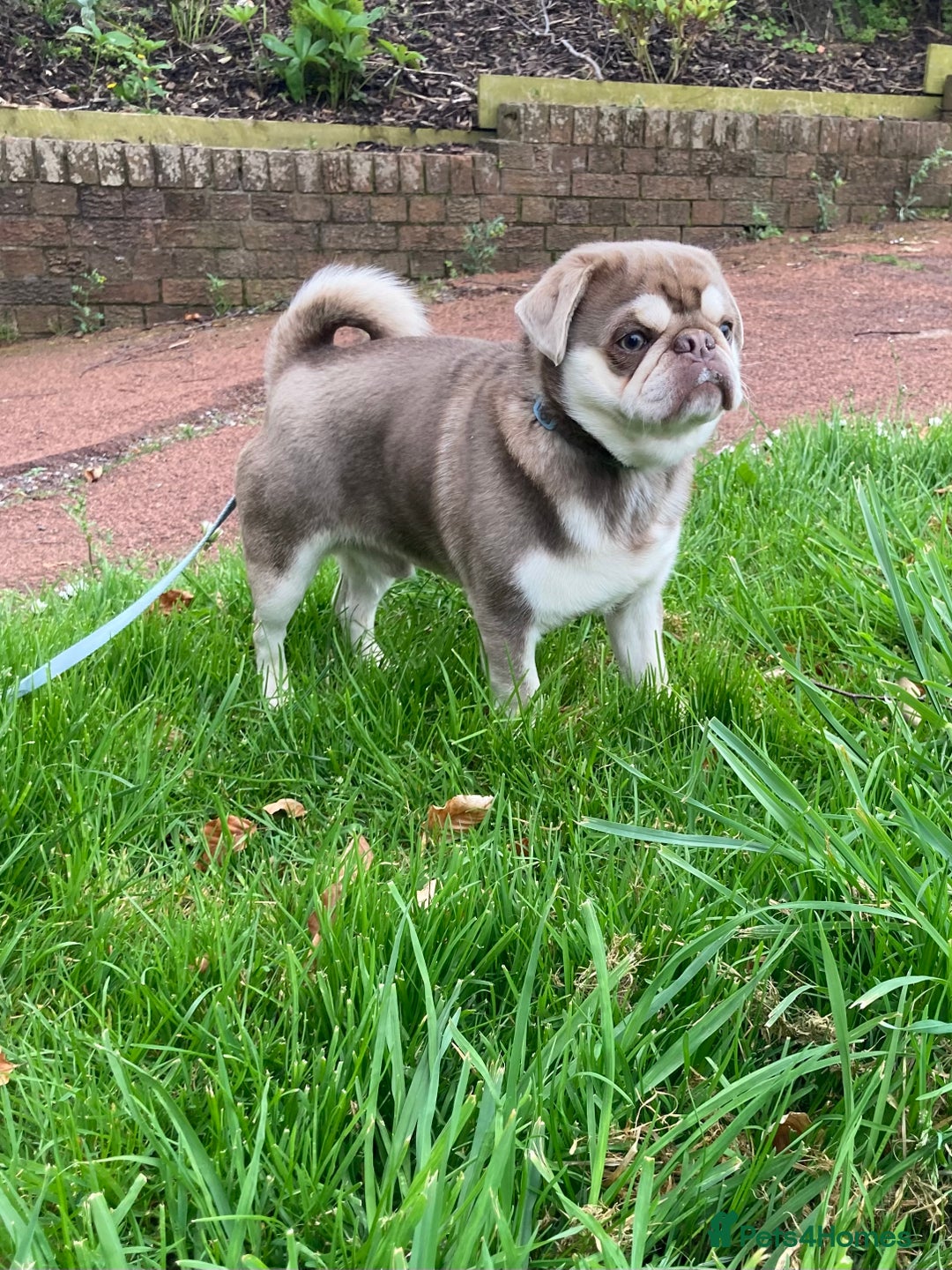 Pug dogs for stud: lilac tan pug KC & 5panel health tested in Newcastle - Image 4