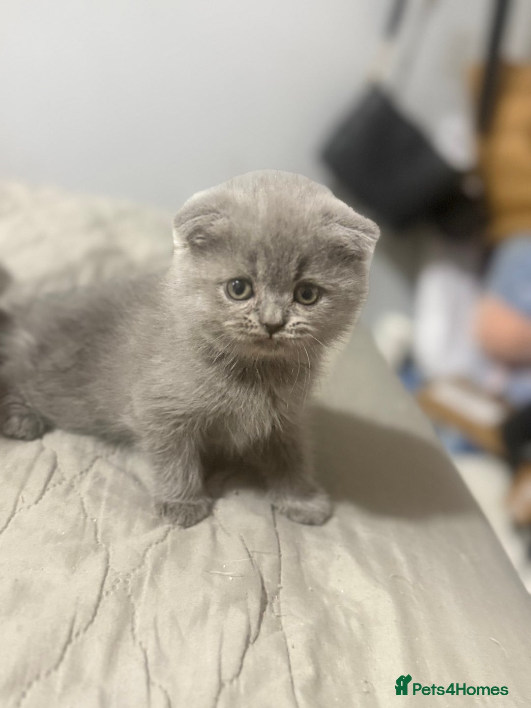 Himalayan cats for sale: 3 kittens Himalayan x Scottish fold Ready now - Image 26
