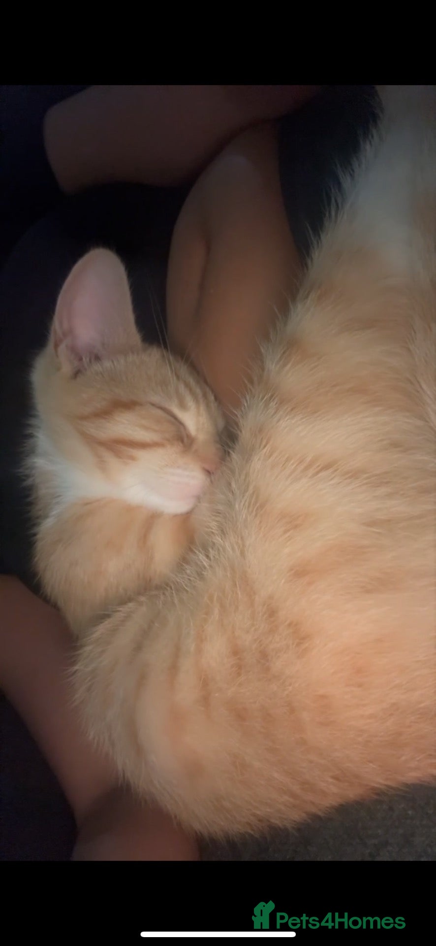Mixed Breed cats Male Ginger Kitten - Advert 10