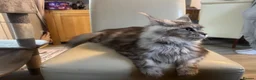 Maine Coon cats for sale: Reduced TICA Xl Maine coon Kitten active possible  - Advert 28