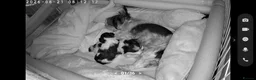 Biewer Terrier dogs for sale: Pure Biewer Terrier - Advert 9