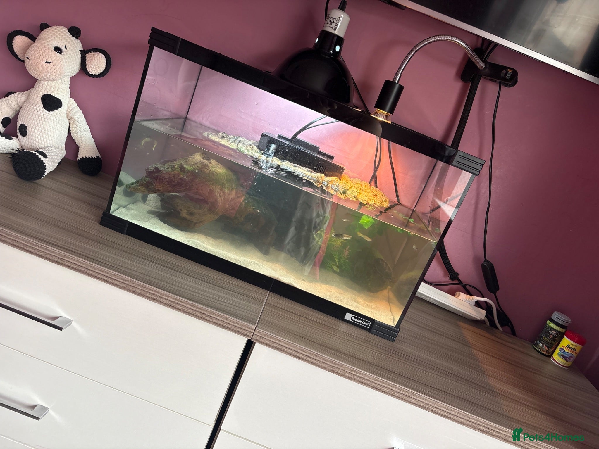 Turtle reptiles Musk turtle and full set up  - Advert 2