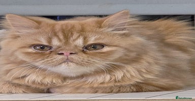 Persian cats in London - Advert 10