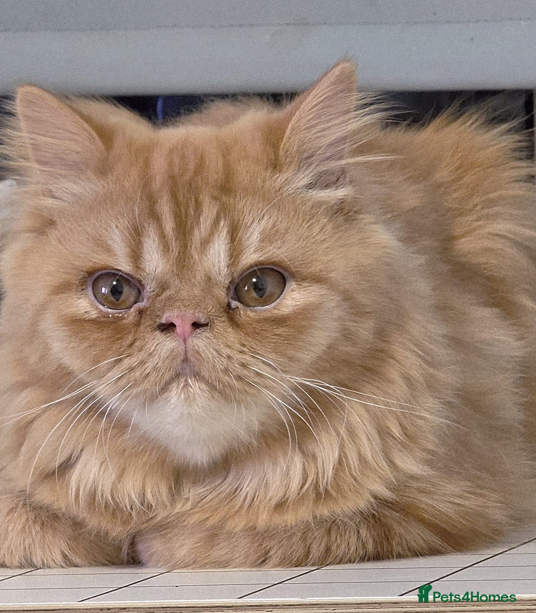 Persian cats for sale: Ginger Red Male Persian Kitten for Loving Home in London - Image 2