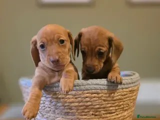 Dachshund dogs Miniature x Standard Dachshund Puppies - Advert 2