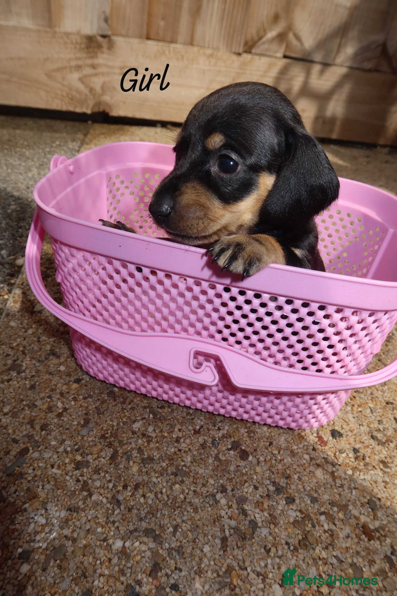 Miniature Dachshund dogs KC registered miniature dachshunds  - Advert 6