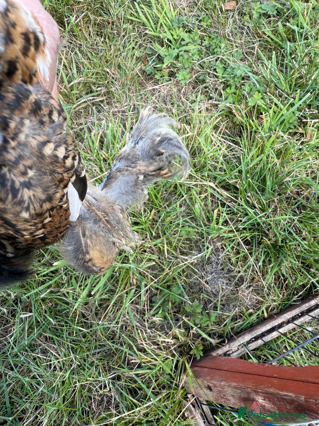 Chickens poultry for sale: 2 pekin millefluer growers - Image 9