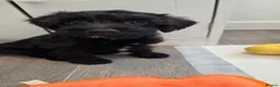 Mixed Breed dogs for sale: Toy Patterpoo - Advert 4