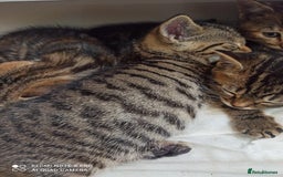 British Shorthair cats for sale: Beautiful tabby kittens - Image 17