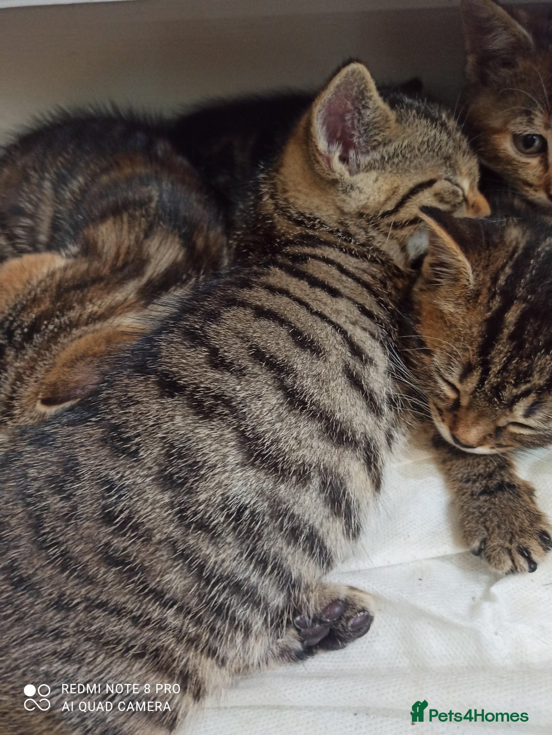 British Shorthair cats for sale: Beautiful tabby kittens - Image 17