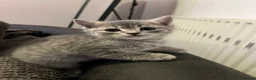 British Shorthair cats for sale: Beautiful discounted British Short Hair for sale  - Advert 5