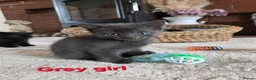 Mixed Breed cats for sale: Beautiful kittens looking for their forever homes  - Advert 29