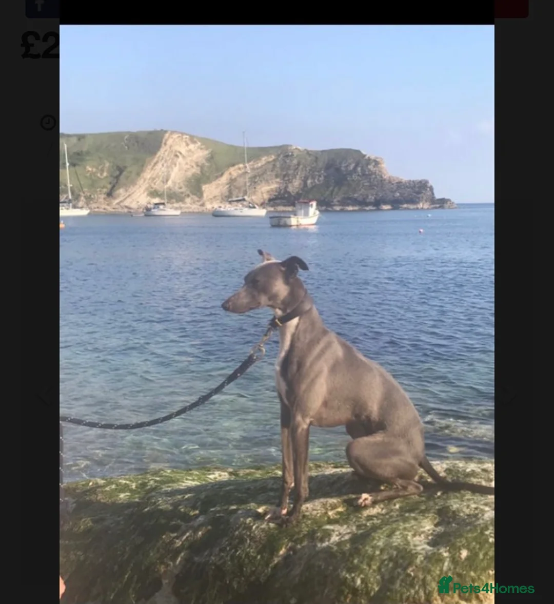 Whippet dogs for stud: Whippet stud dog in Somerton - Advert 13