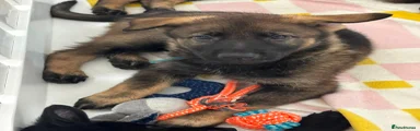 German Shepherd - Turquoise Boy