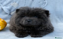 Chow Chow dogs for sale: KC Reg Chow Chow Puppies  - Image 16