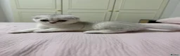 Scottish Fold cats for sale: Scottish fold TICA registered - Advert 17